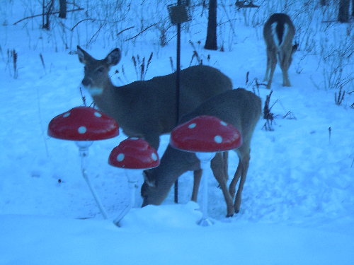 DSCN2748.JPG