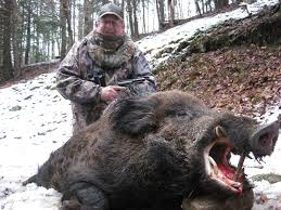 boar.png
