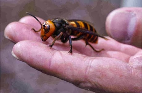 asian-giant-hornet-image.jpg