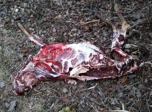 Deer carcass.jpg