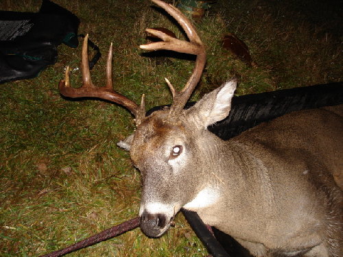 10 Pointer.jpg