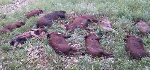 Don's multiple hogs.jpg