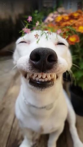 Happy Dog.jpg