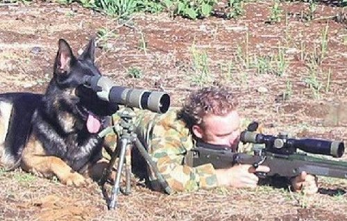 dog-spotter.jpg