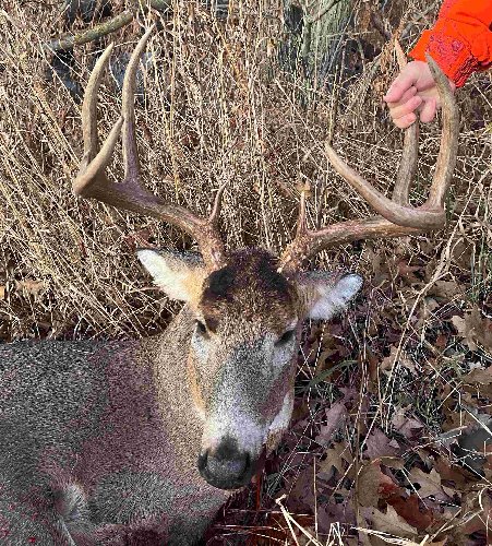Buck.jpg