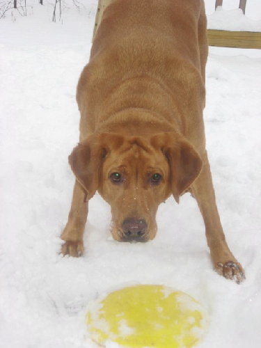 dog 1 .jpg