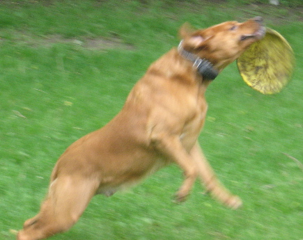 dog2.jpg