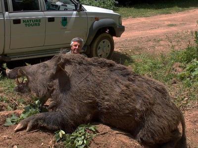wild_boar_1.jpg
