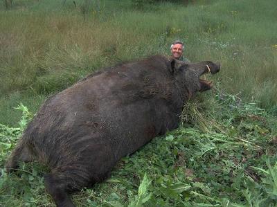 wild_boar_3.jpg