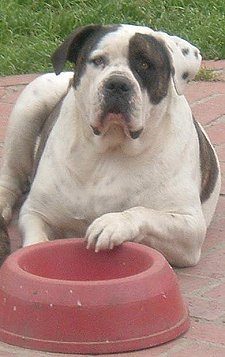 Diesel.jpg