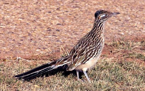roadrunner.jpg