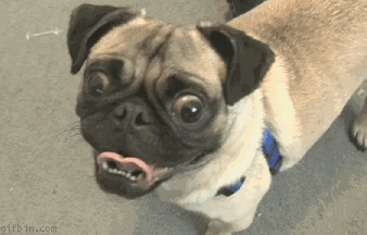 pugface3740329.gif