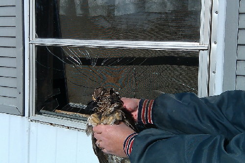 Grouse.jpg